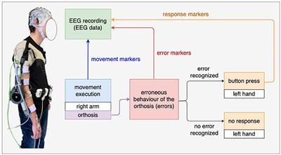 Detection of tactile-based error-related potentials (ErrPs) in human-robot interaction